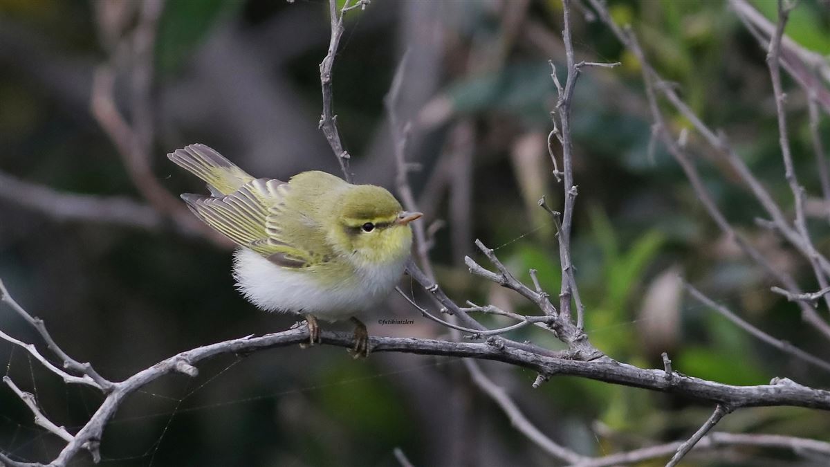 Wood Warbler