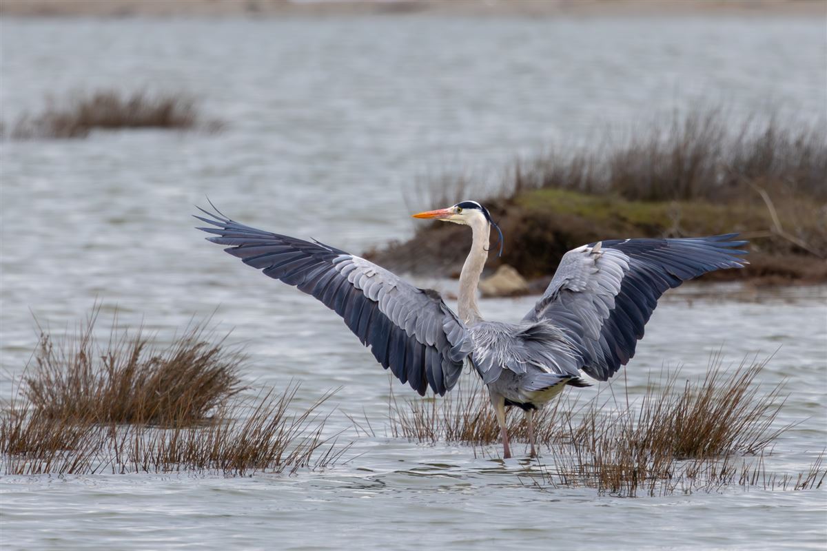 Grey Heron