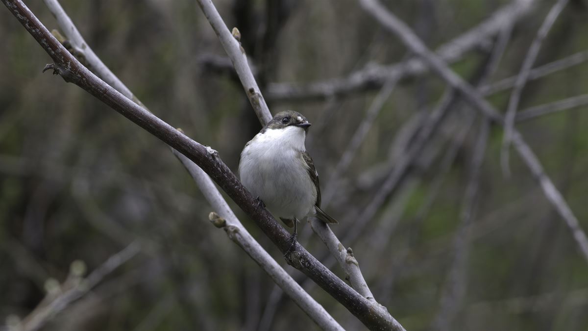 European Pied Flycatcher