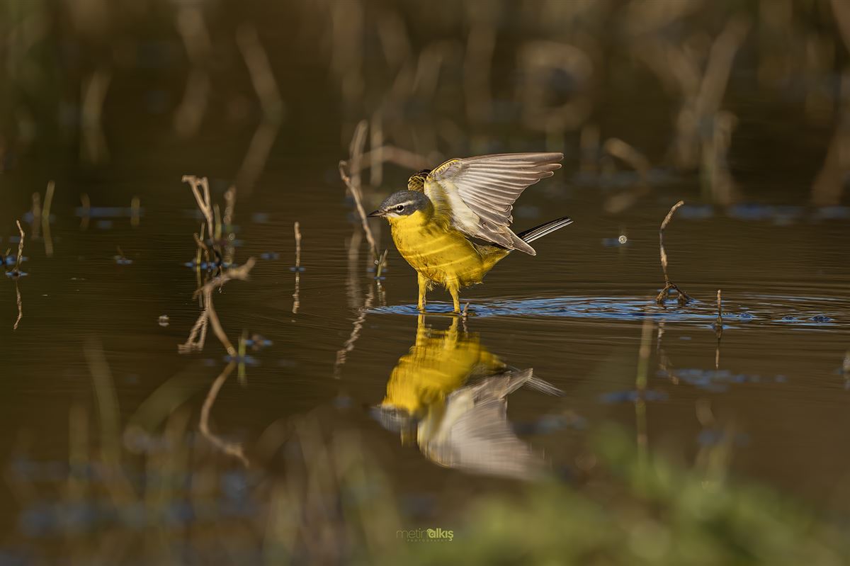 Western Yellow Wagtail