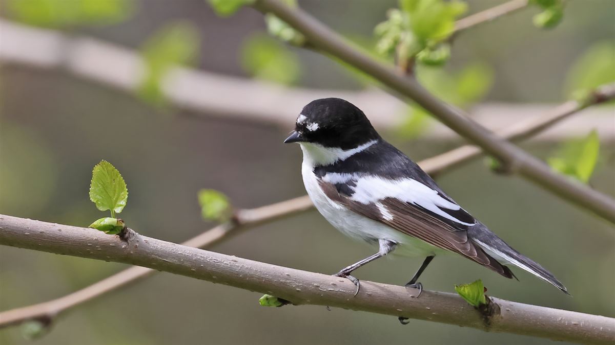 Semicollared Flycatcher