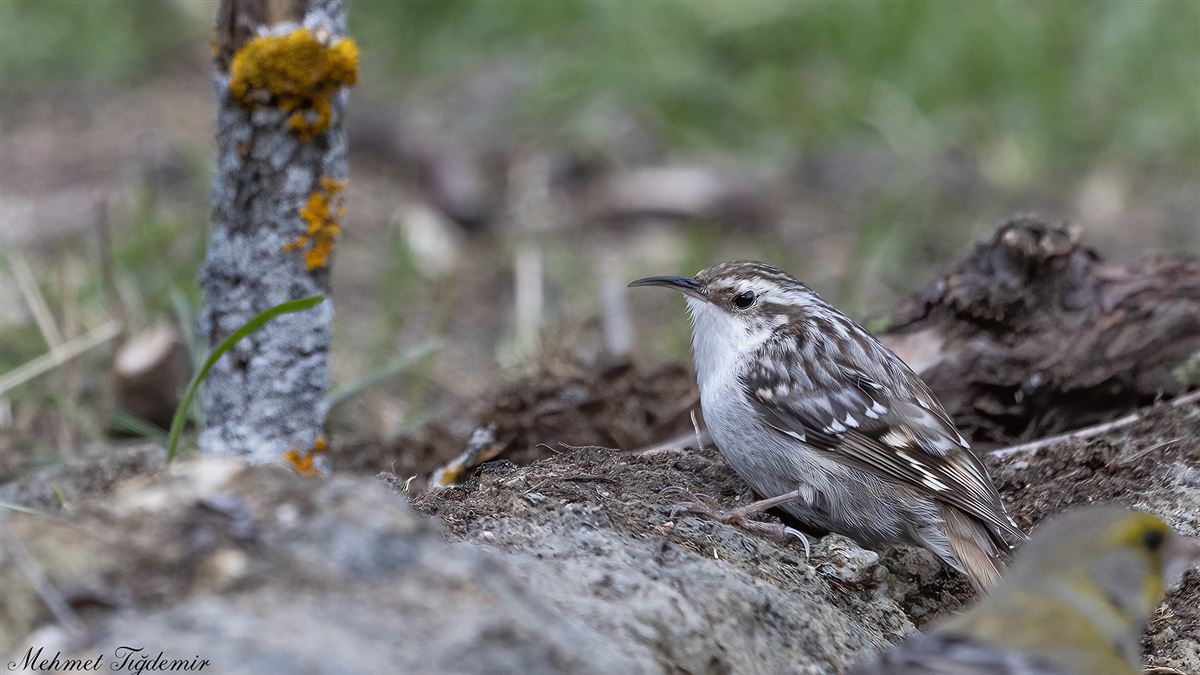 Short-toed Treecreeper