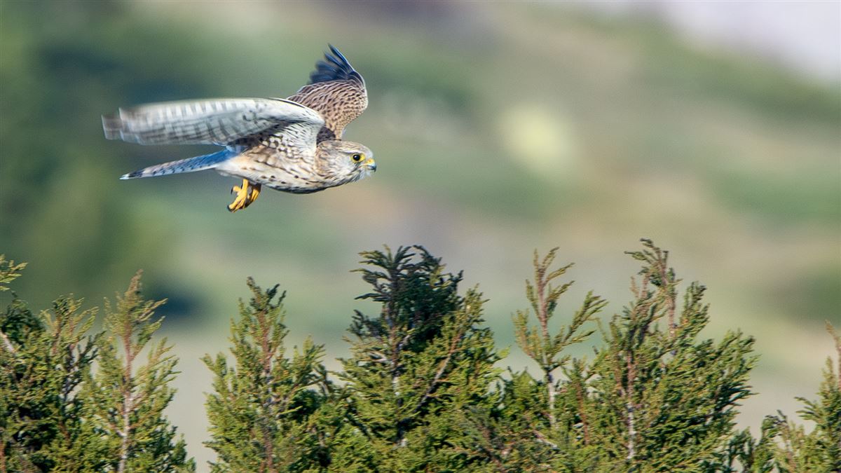 Common Kestrel