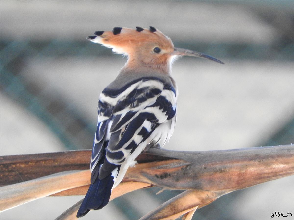 Common Hoopoe