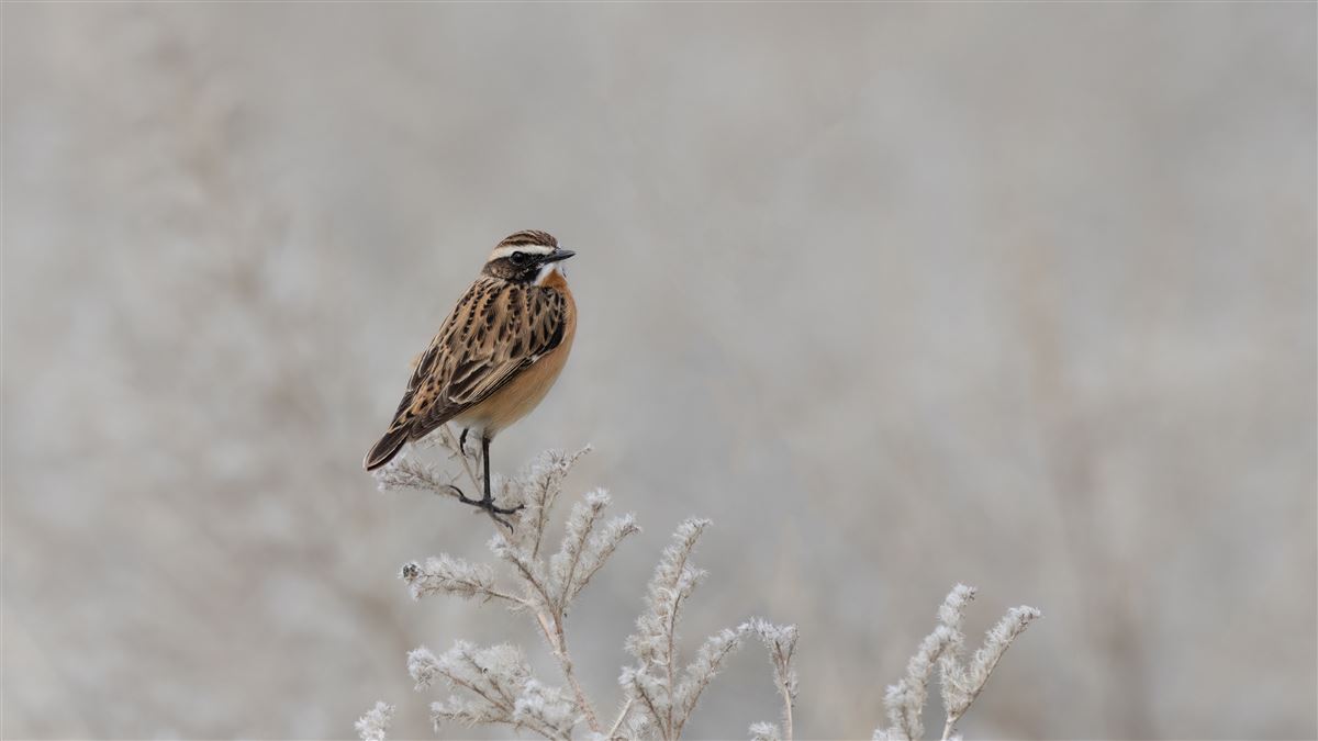 Whinchat