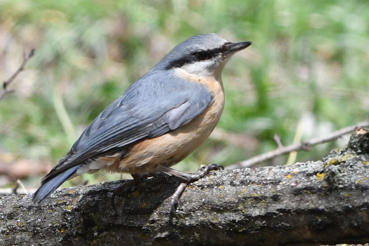 Eurasian Nuthatch
