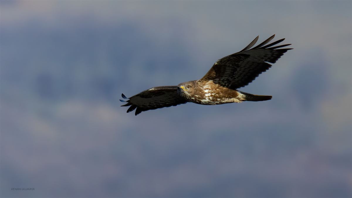 Common Buzzard