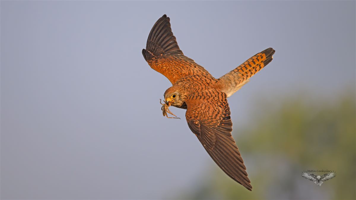 Lesser Kestrel