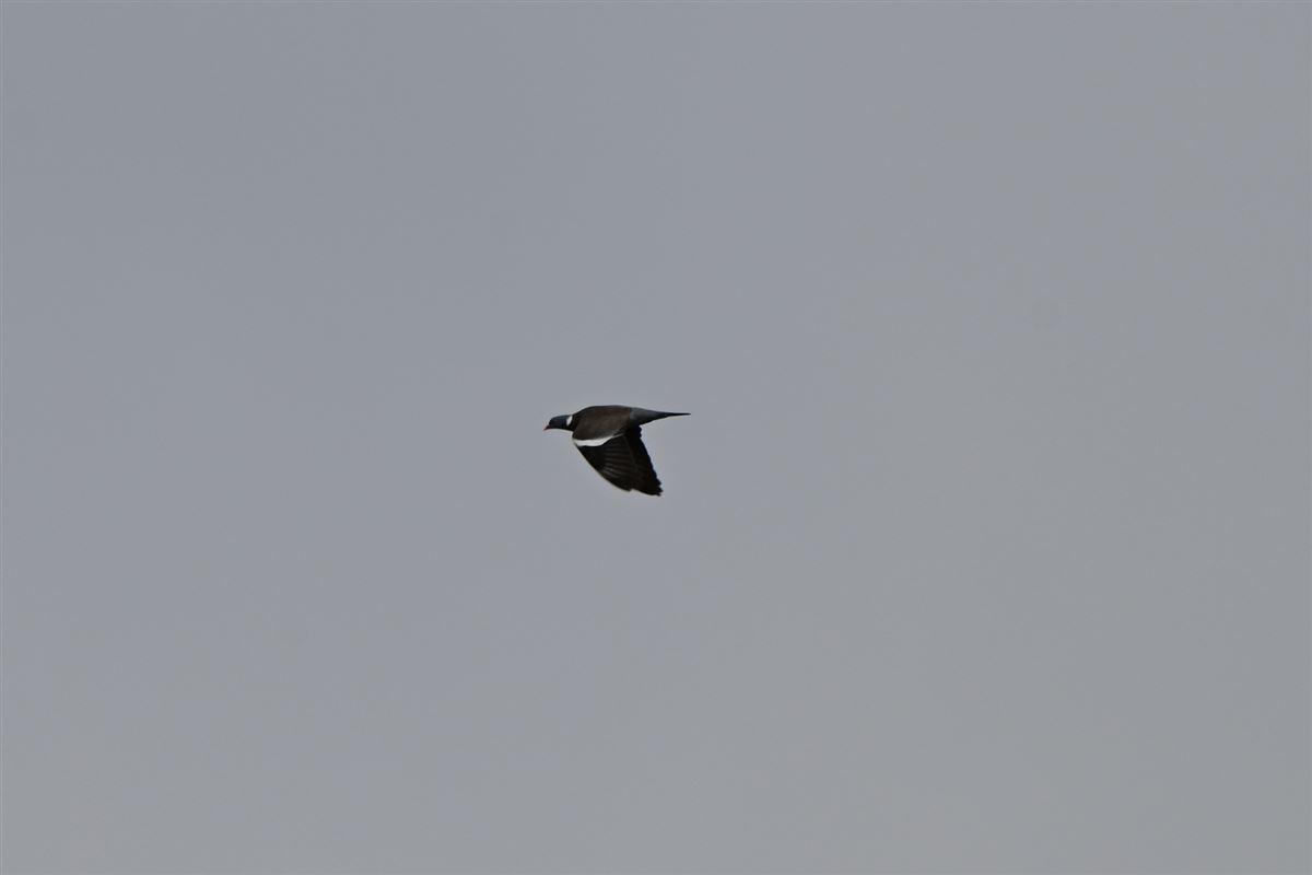 Common Wood Pigeon