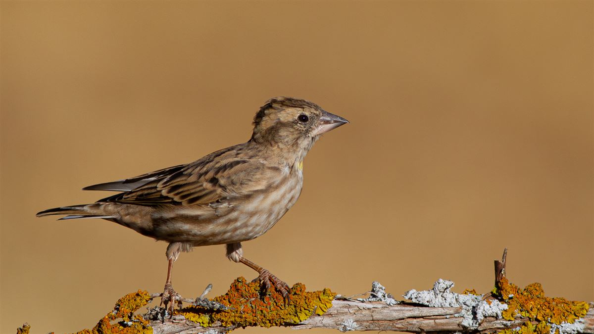 Rock Sparrow
