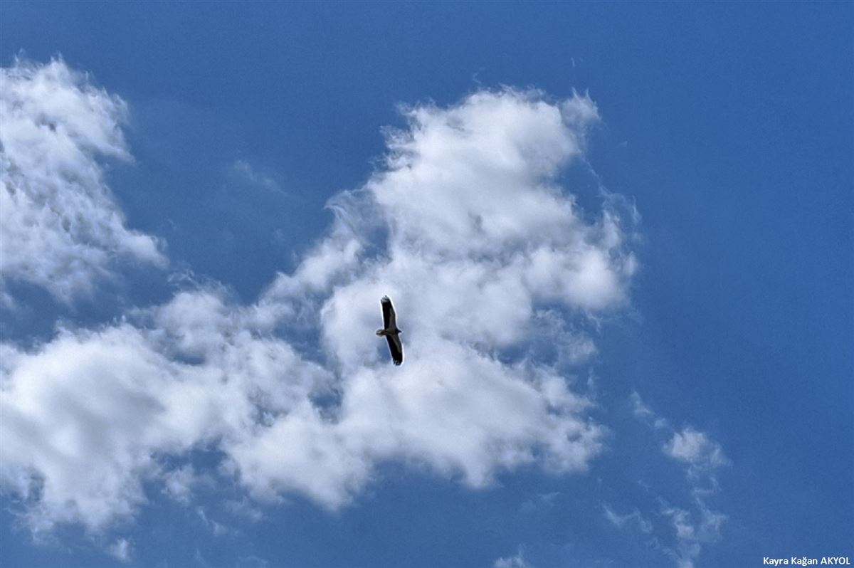 Egyptian Vulture