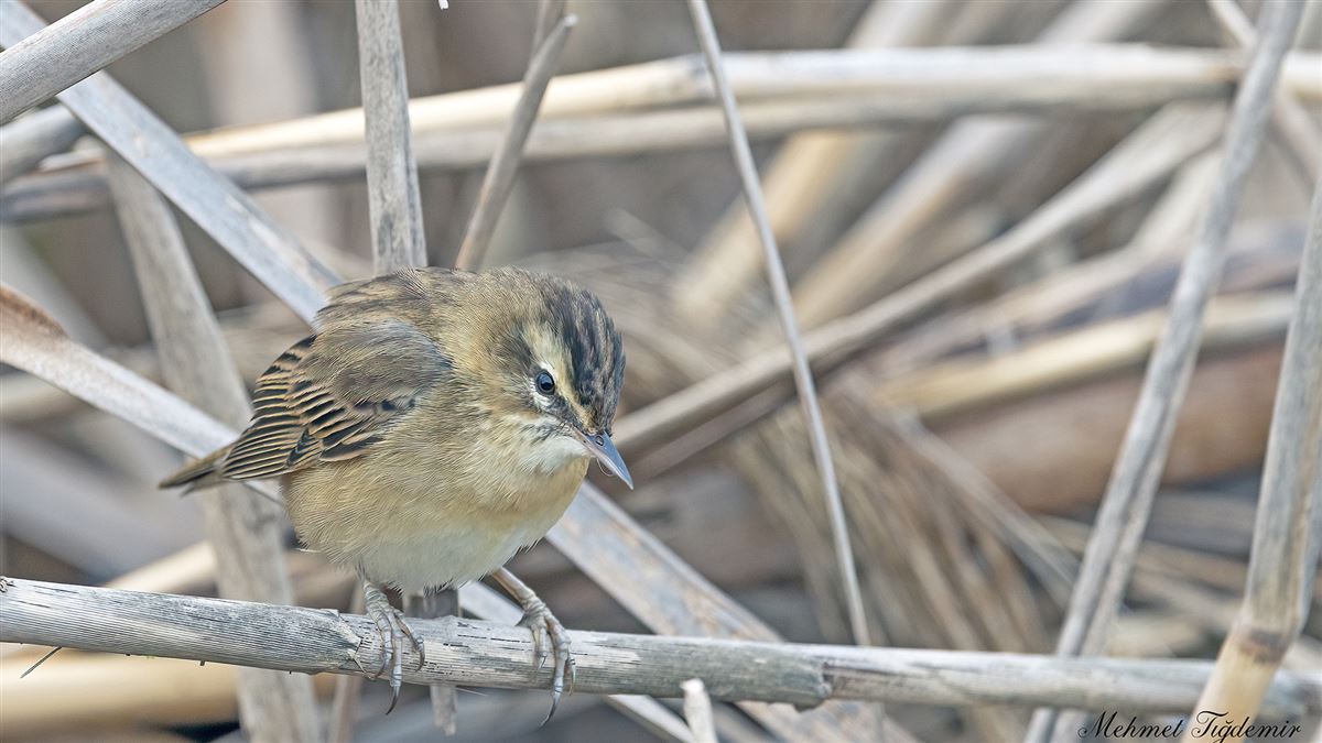 Sedge Warbler