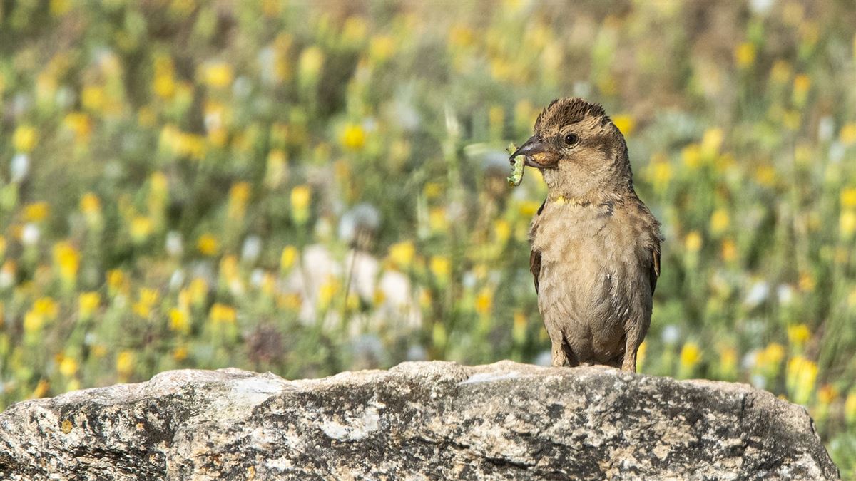 Rock Sparrow