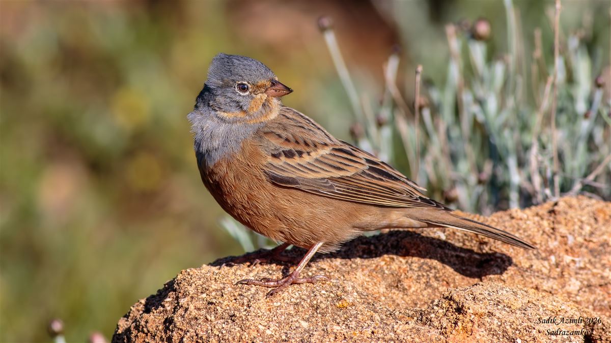 Cretzschmar`s Bunting