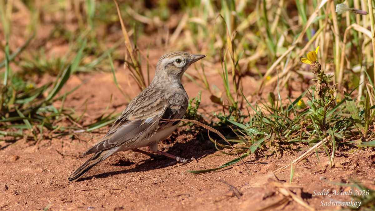 Greater Short-toed Lark