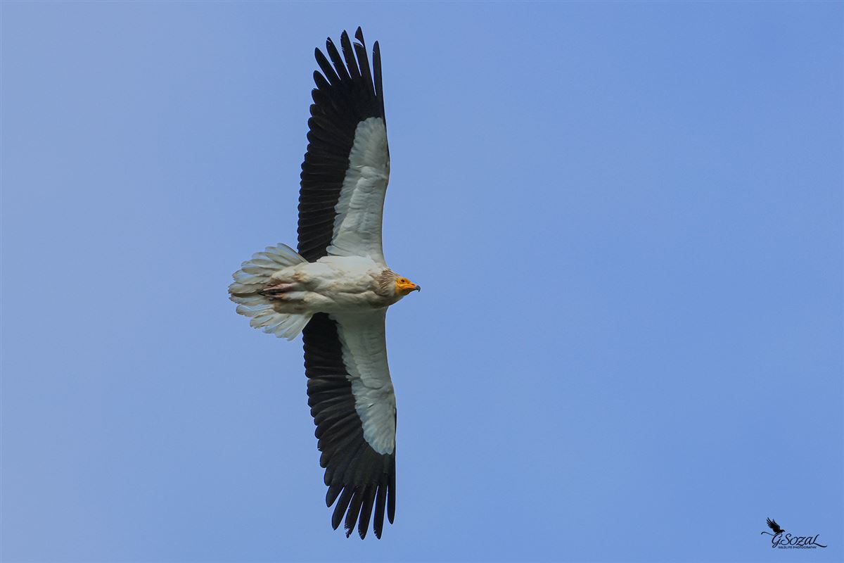 Egyptian Vulture