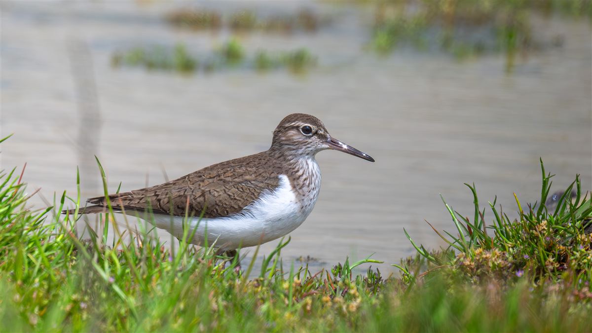 Common Sandpiper