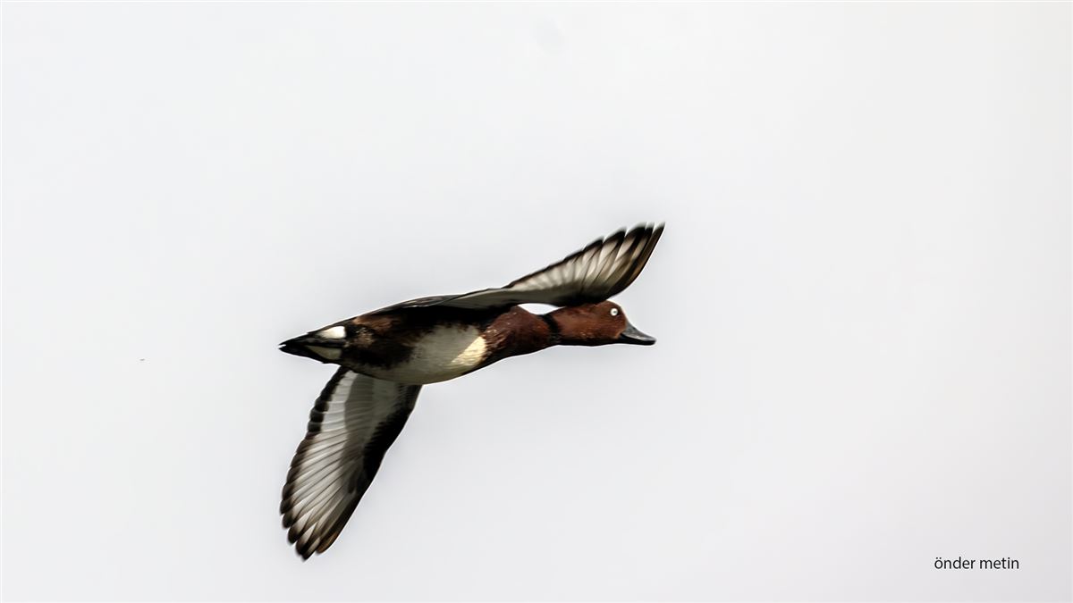 Ferruginous Duck