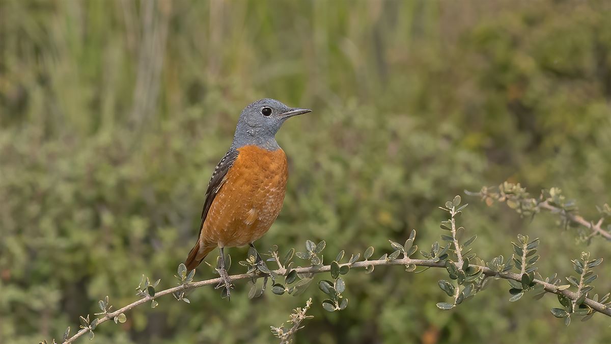 Common Rock Thrush