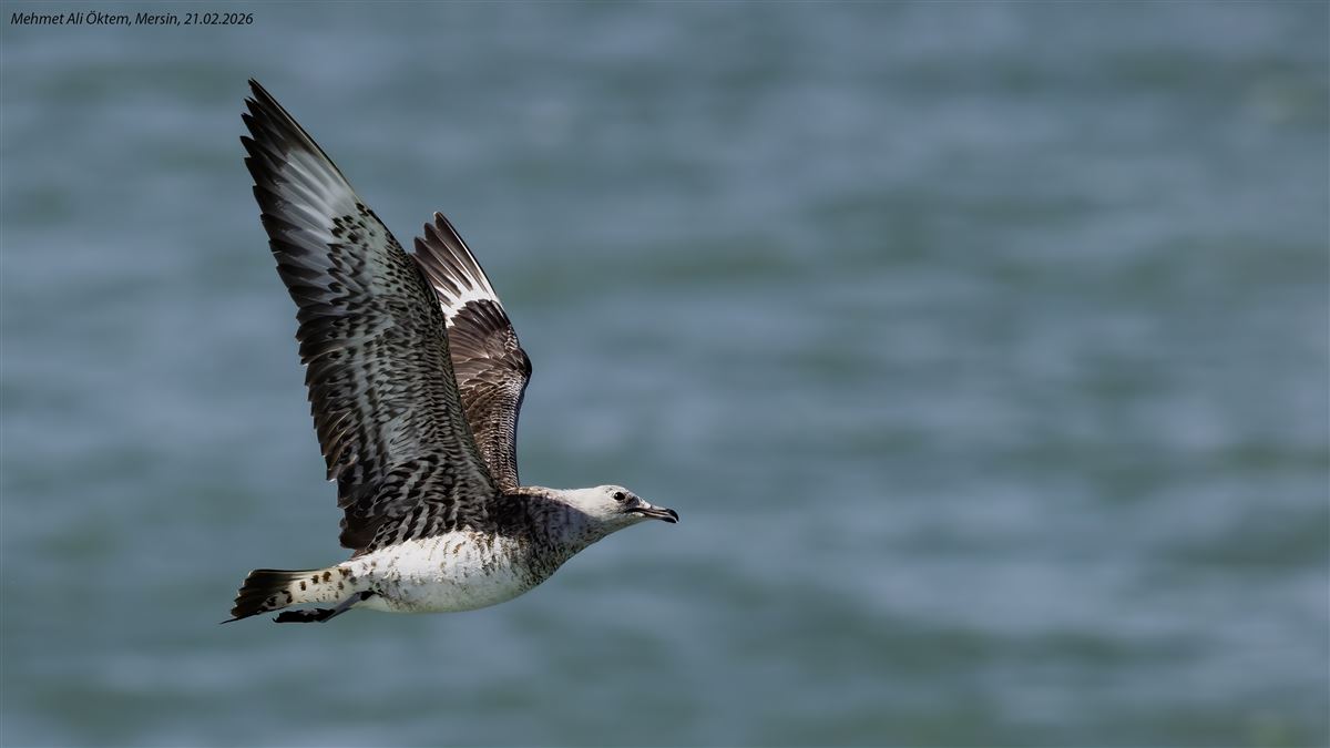 Parasitic Jaeger