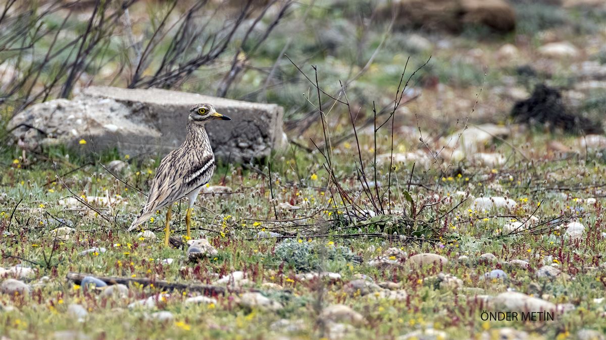 Eurasian Stone-curlew