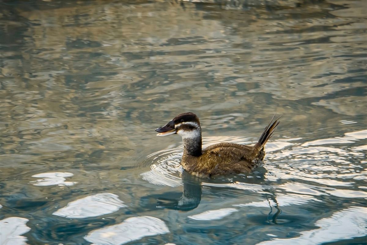 White-headed Duck