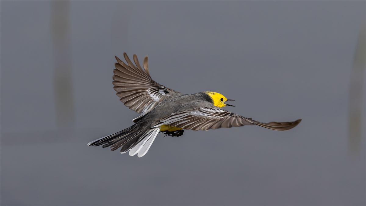Citrine Wagtail
