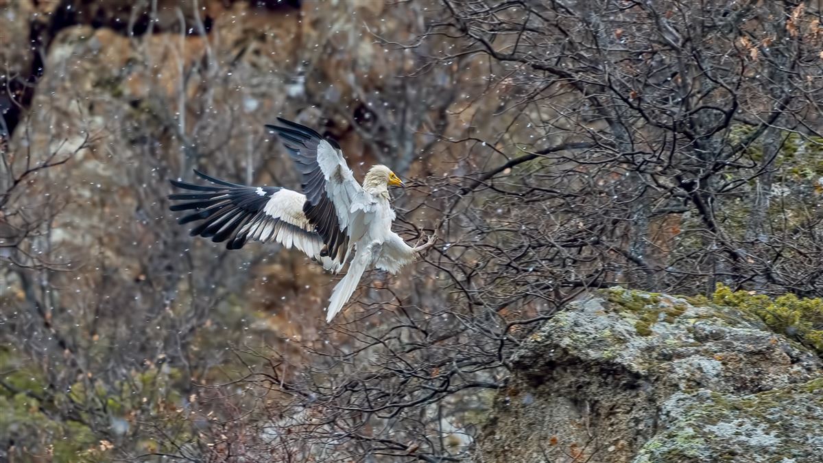 Egyptian Vulture