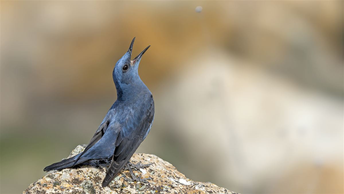 Blue Rock Thrush