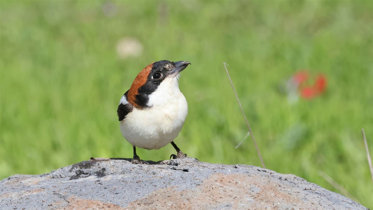 Woodchat Shrike