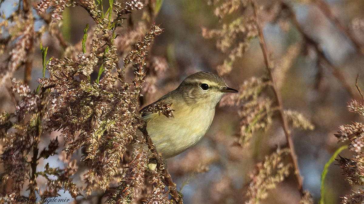 Willow Warbler