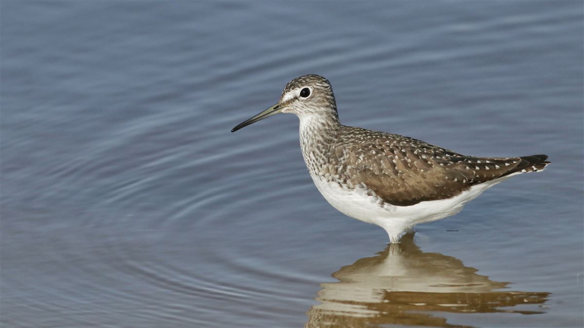 Green Sandpiper