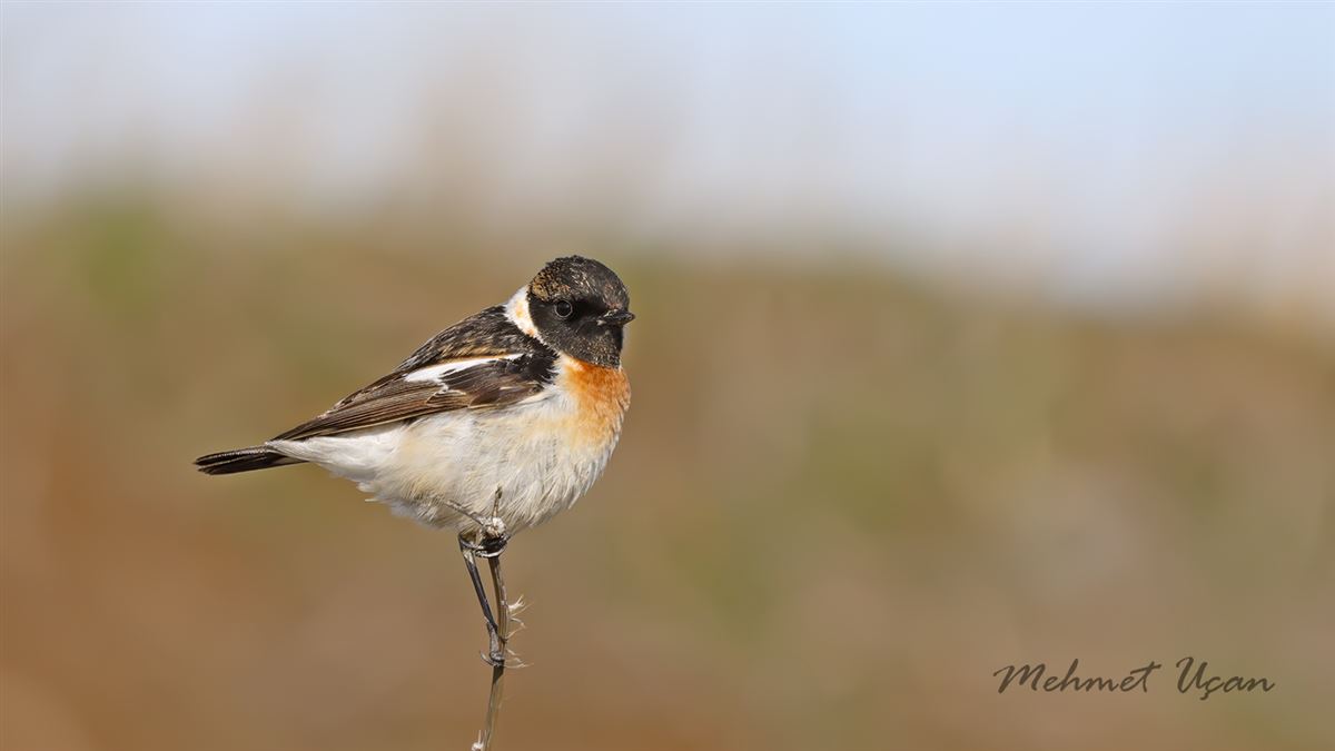 Siberian Stonechat