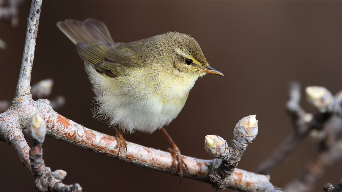 Willow Warbler