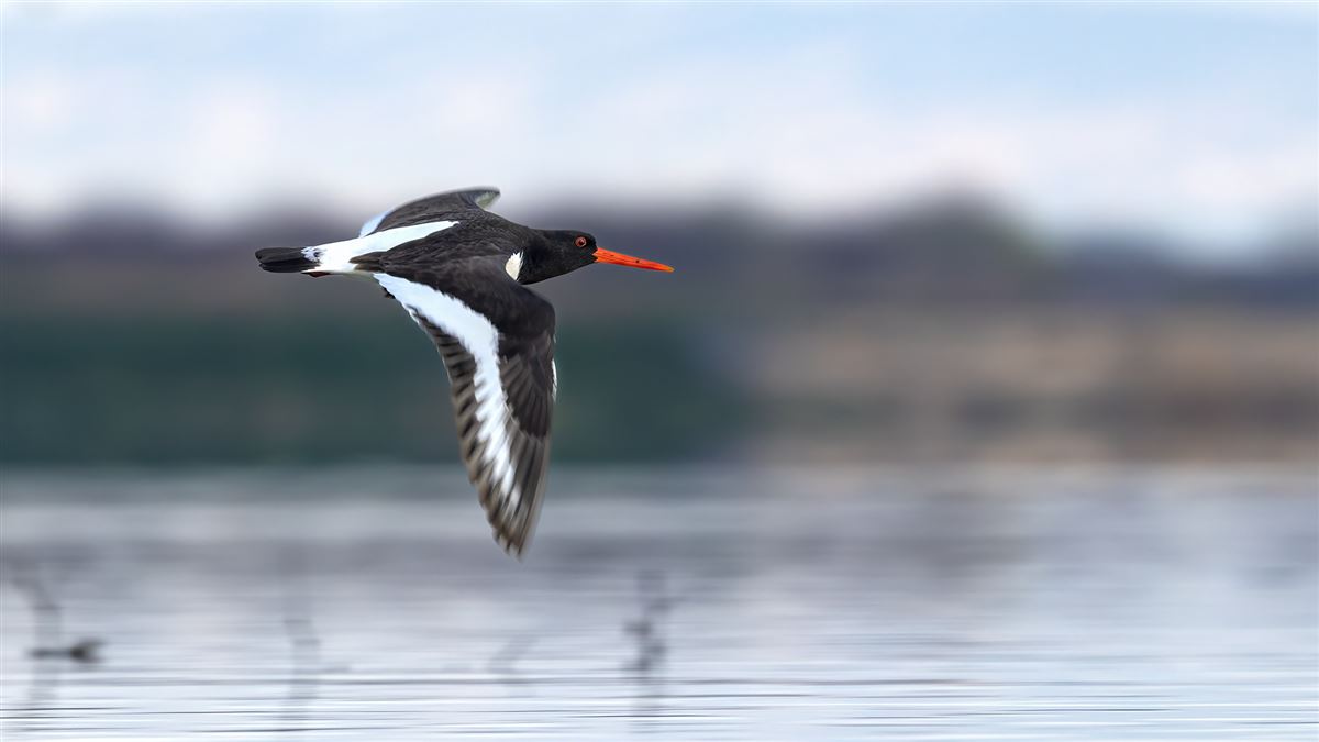 Eurasian Oystercatcher