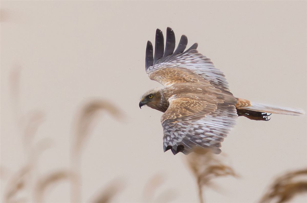 Western Marsh Harrier