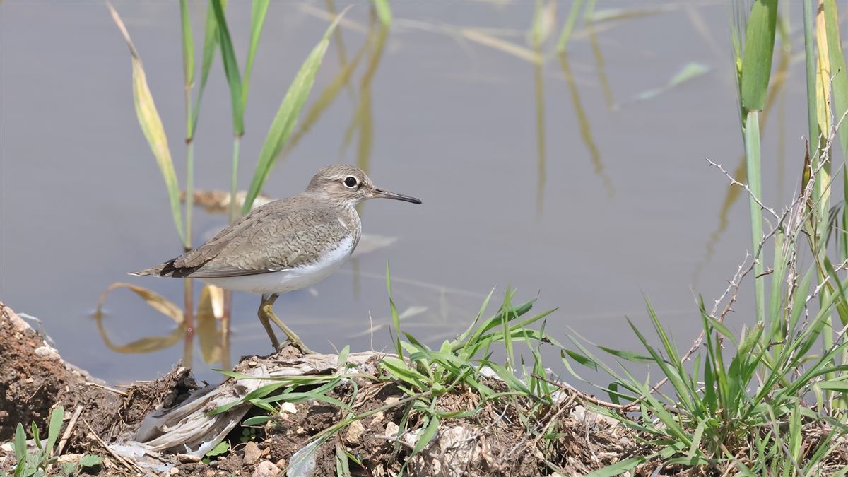 Common Sandpiper