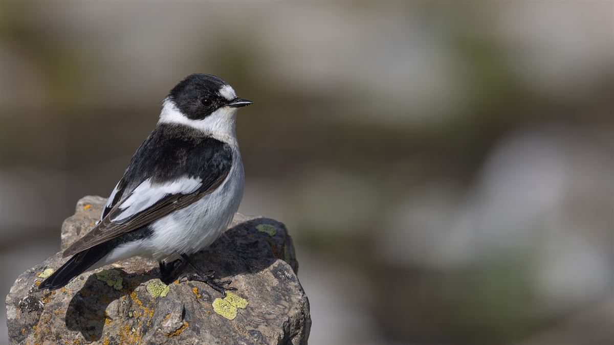 Collared Flycatcher