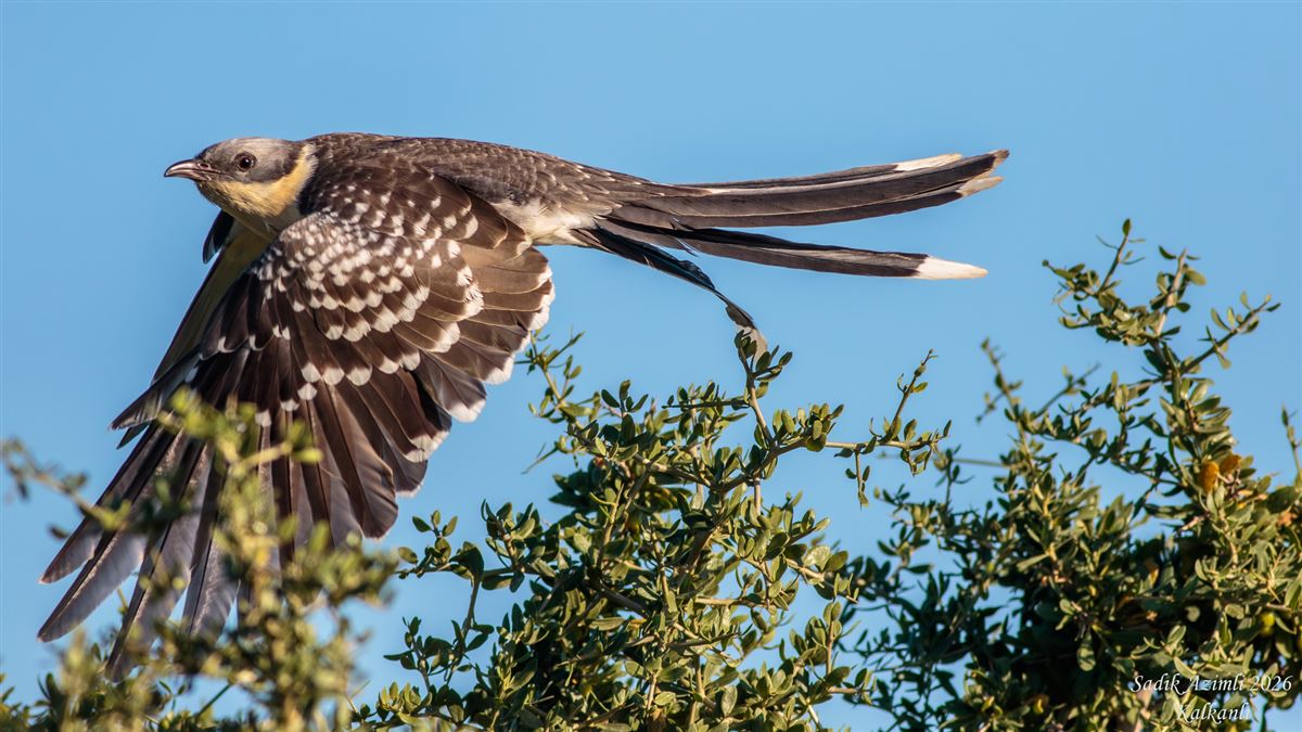 Great Spotted Cuckoo