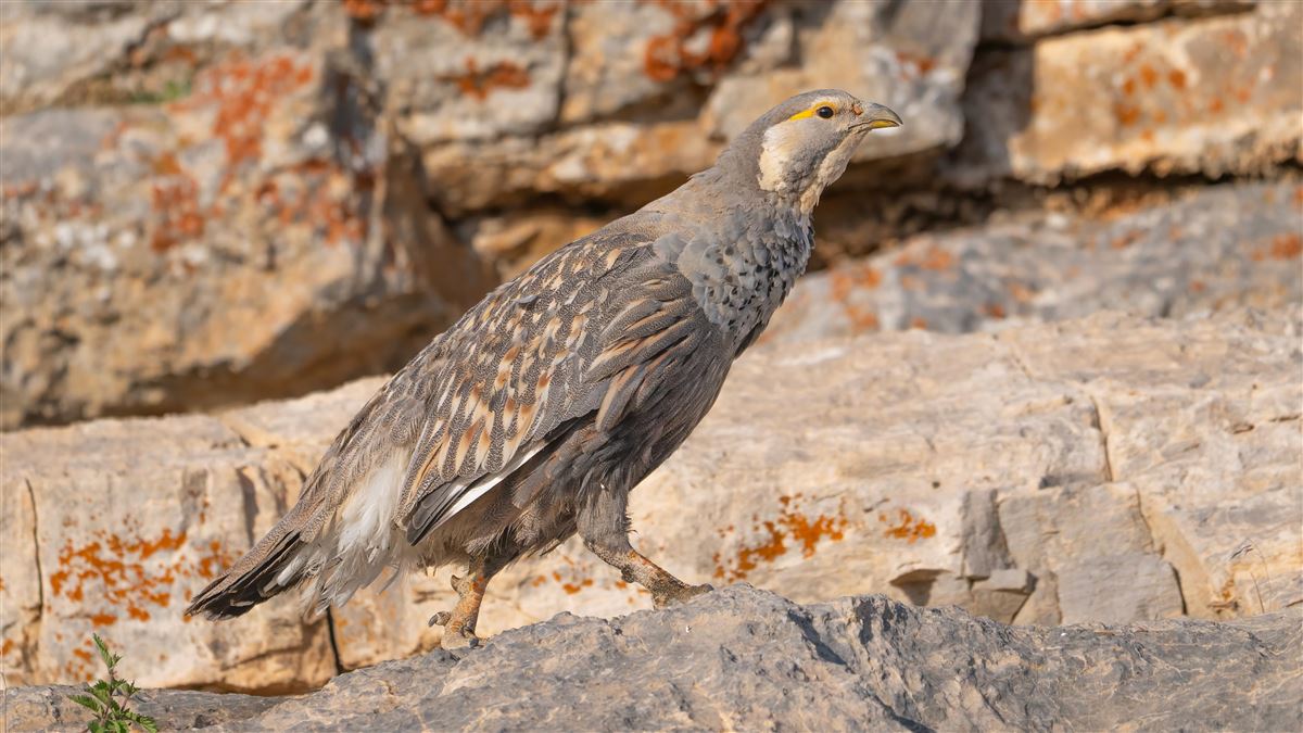 Caspian Snowcock