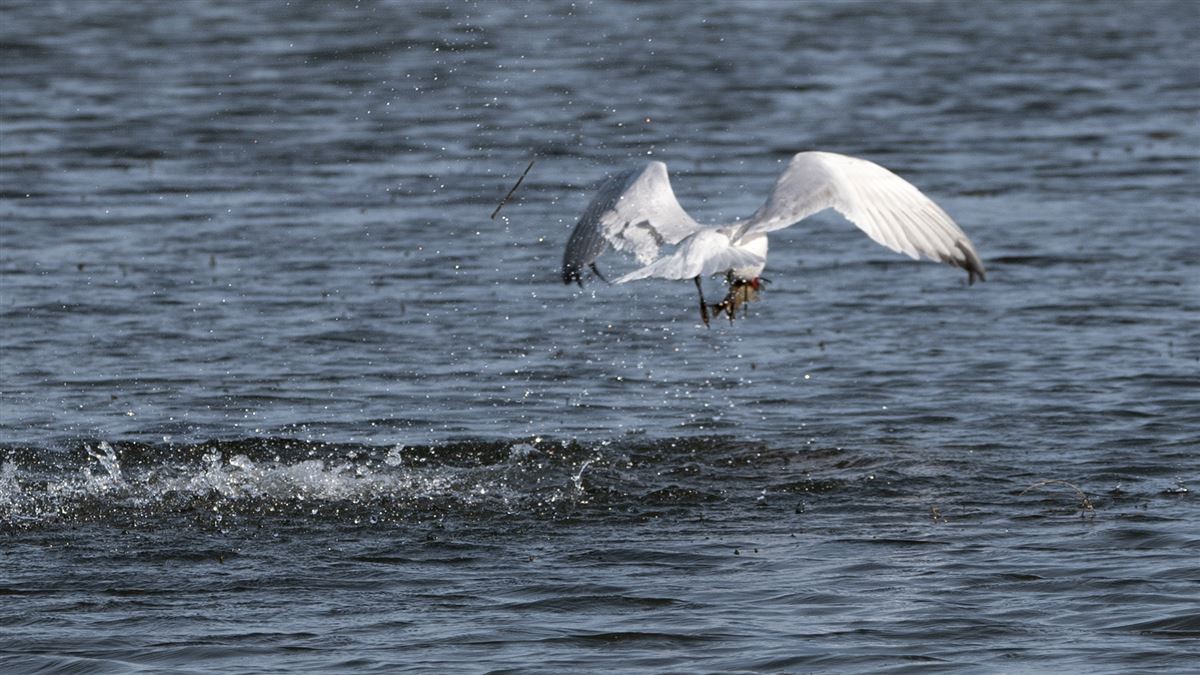 Caspian Tern