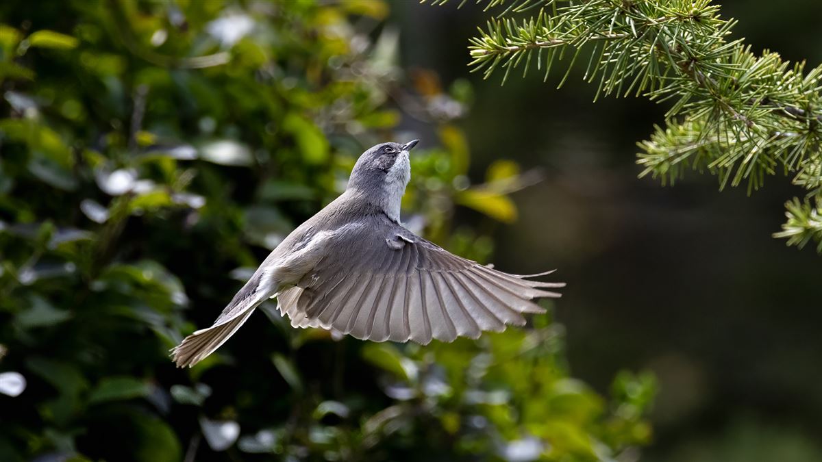 Lesser Whitethroat