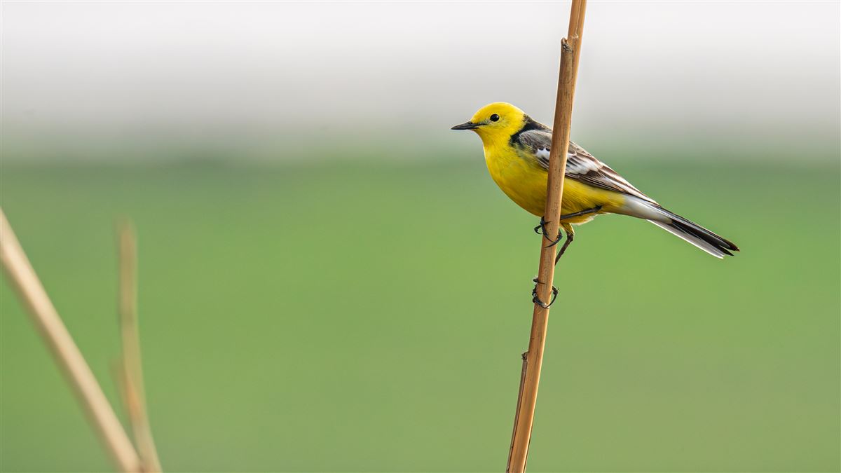 Citrine Wagtail