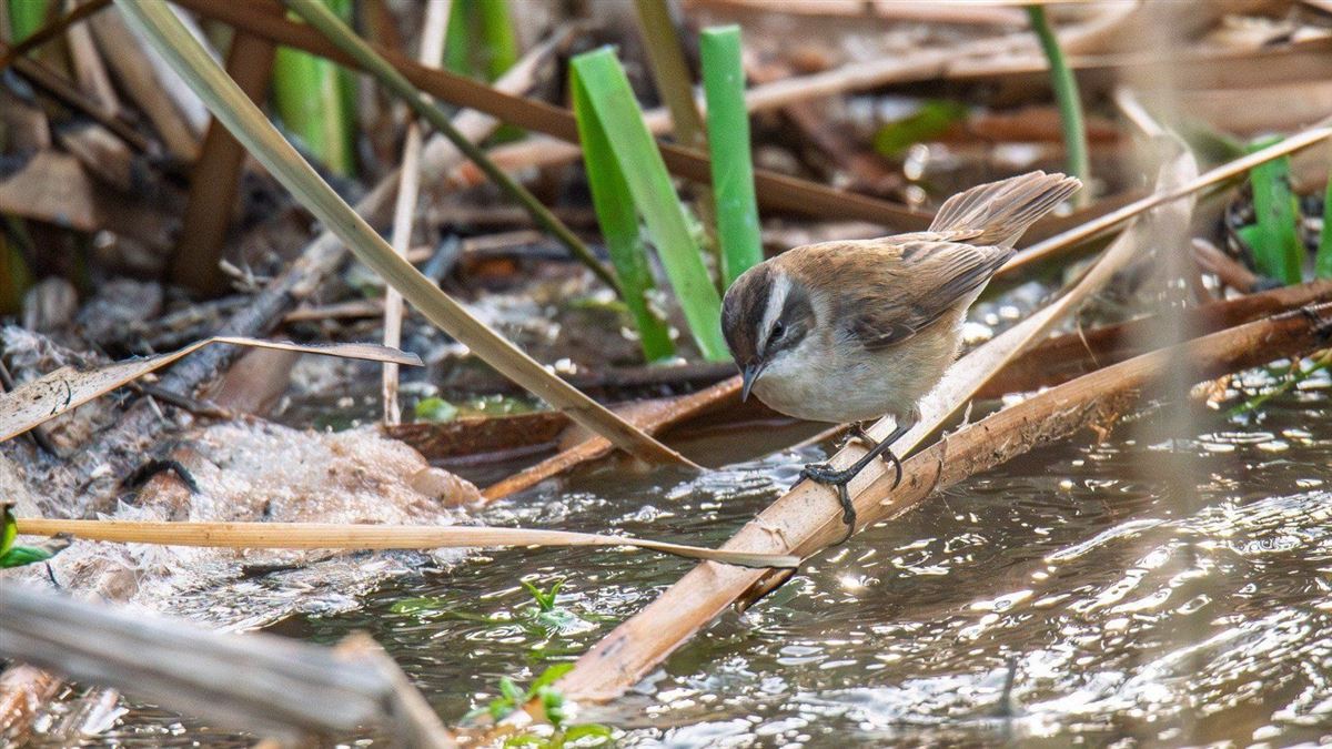 Moustached Warbler