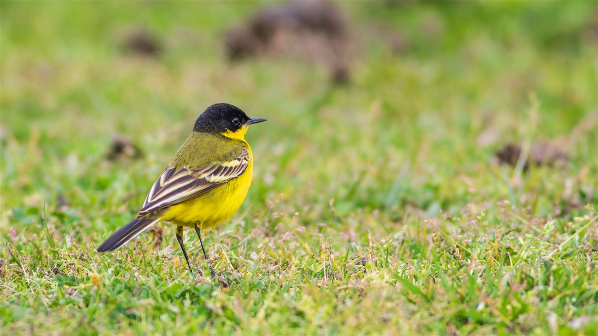 Western Yellow Wagtail