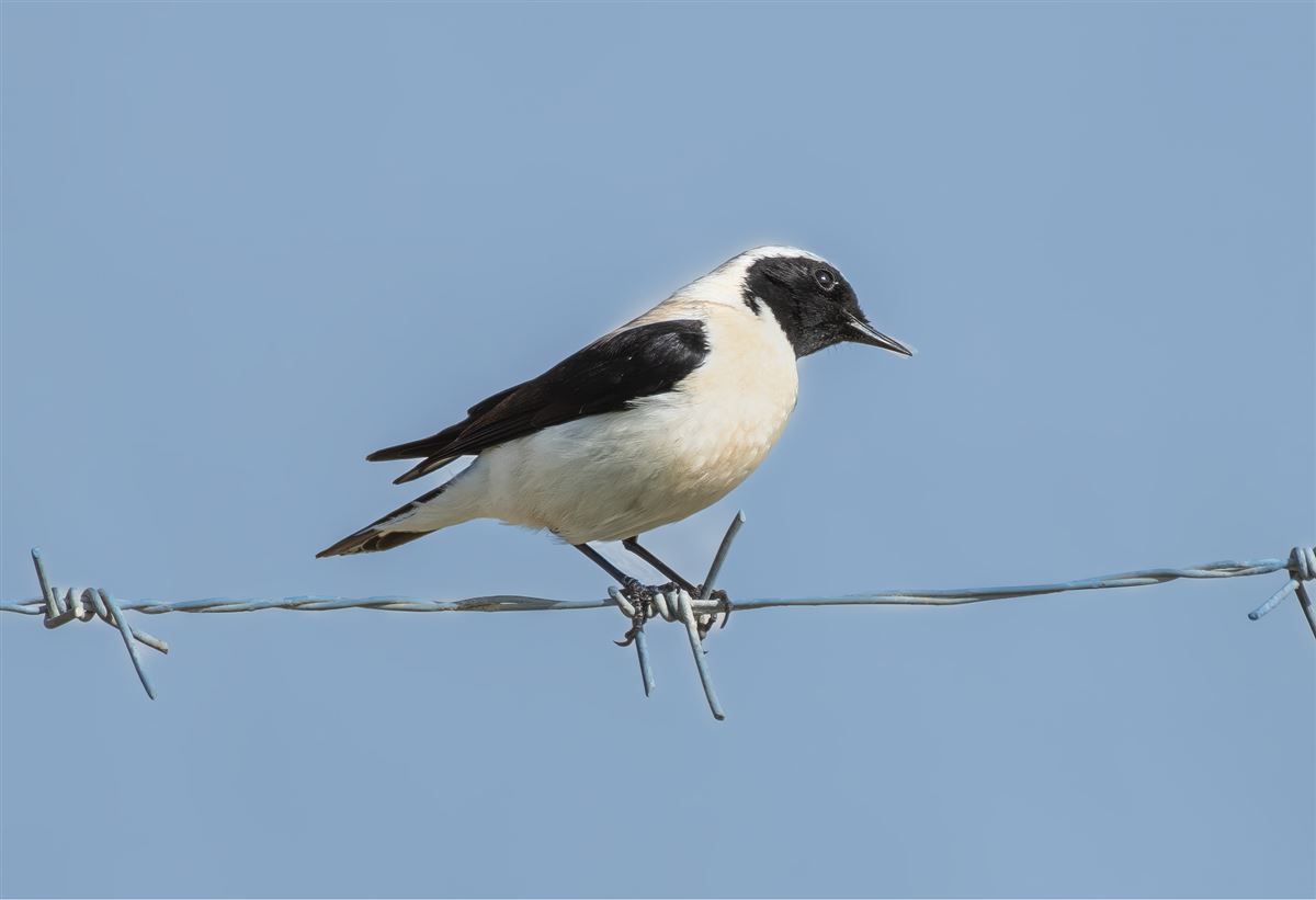 Black-eared Wheatear