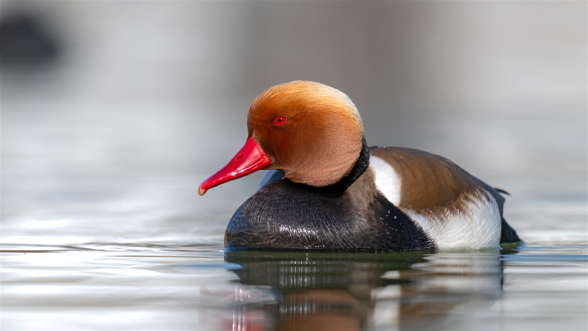Red-crested Pochard