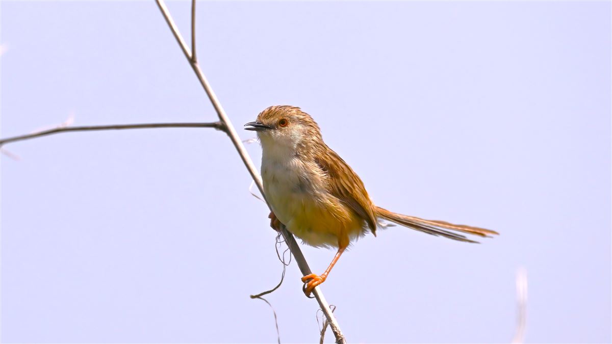 Delicate Prinia