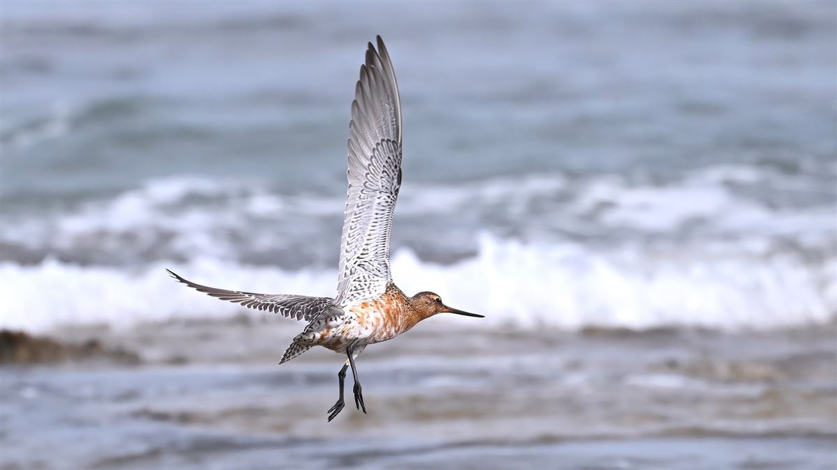 Bar-tailed Godwit