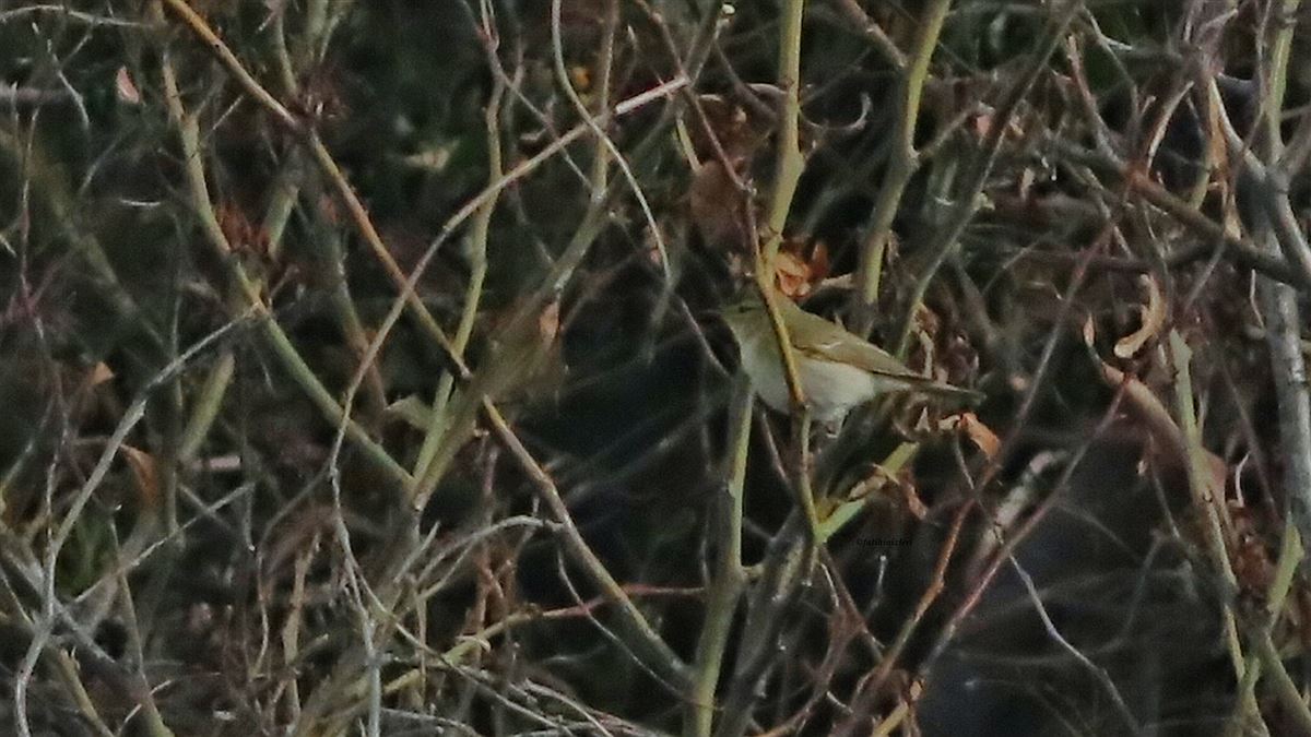 Green Warbler